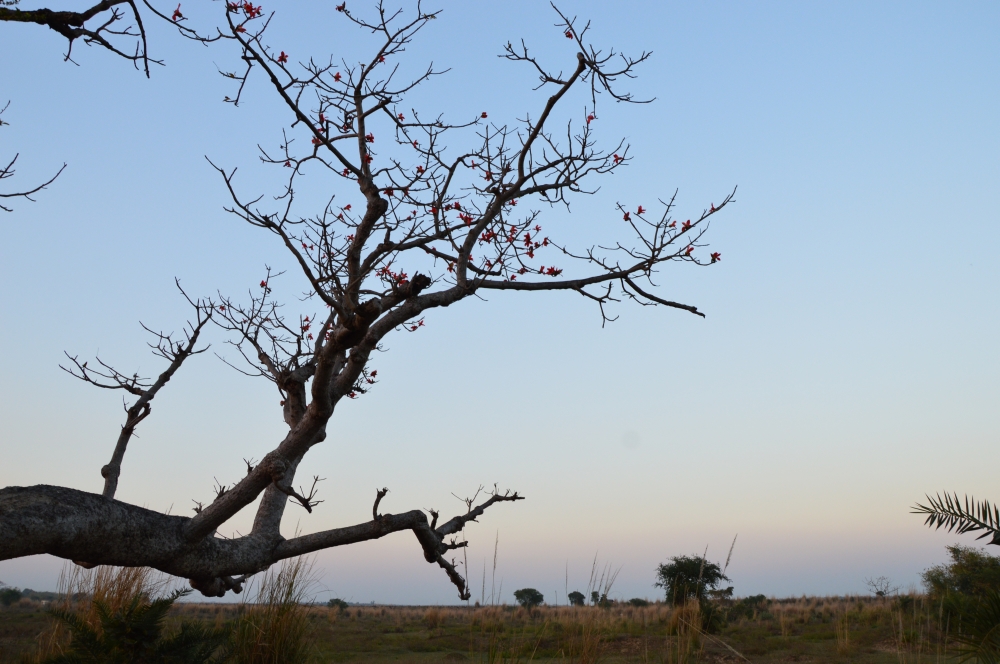 Respect to soil , Trees, stem,wood. branch,