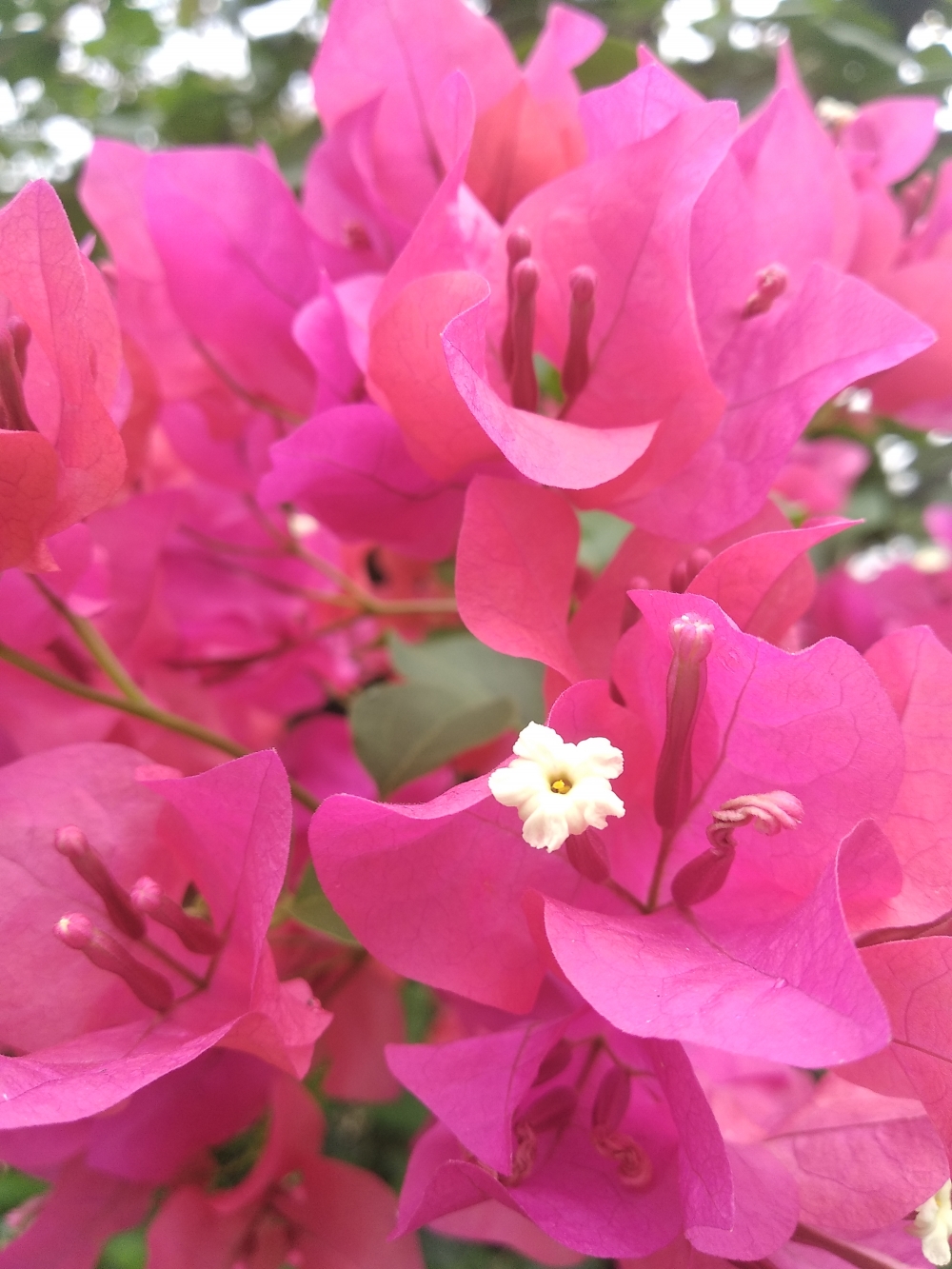 Flower, Nature, red , Pink flowers, 