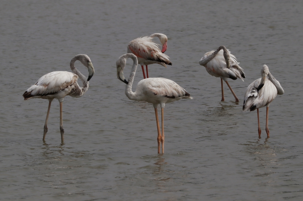 Flamingo, Birds#waterbirds#watlands