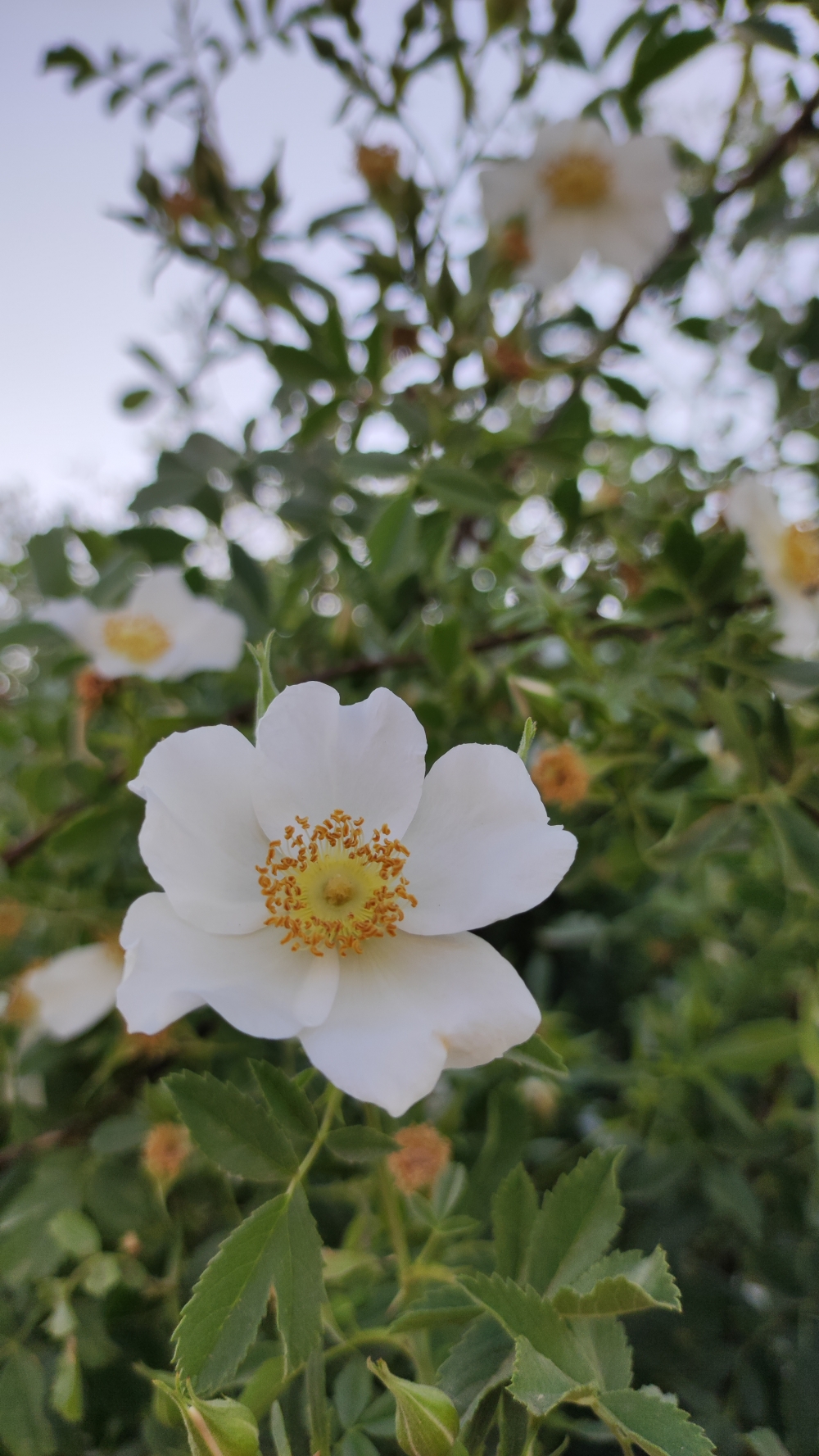 White flower , White Flower, #flower #rose #natural #beautiful #water_drop  #mobile_photography, 
