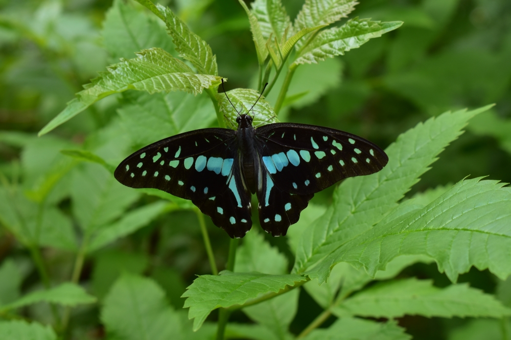 Butterfly, butterfly,black,green,leaf,beautiful,rock garden,mumbai