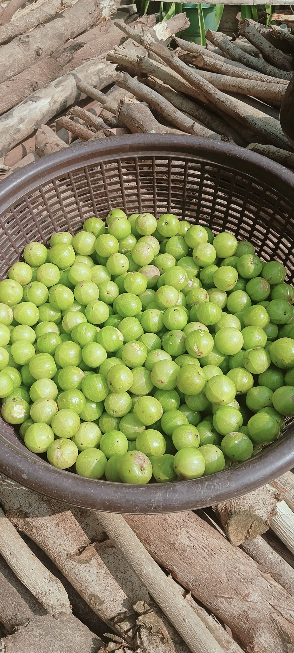 Fruits , Fruits, Madicine, Health, Sweet, Sour, Trees, @nature @pgclick @landscape @trees @photography, 