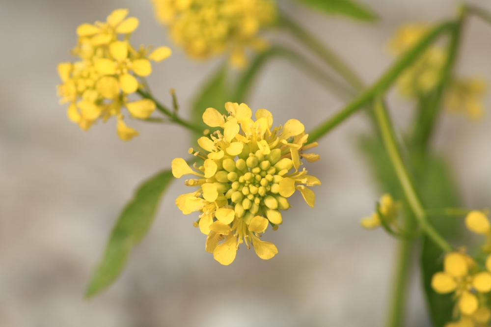 Musterd flower, growth; generated; scene; mustard; field; summertime; digitally; scenic; plant; crop; rural; countryside; agriculture; yellow; sunny; image; cultivation; summer; nature; tranquil; tranquility; flower; land; sun; copy; clear; over; beautiful; horizon; sunlight; space; new; macro; closeup; mix; seeds; mighty; saag; fool; 