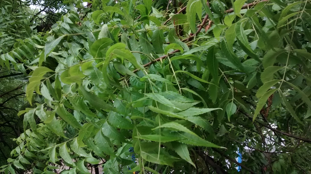 Neem Leaves, Neem Leaves, Leaf, India, Tamilnadu, Neem Tree