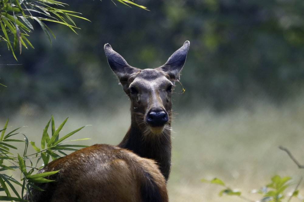 Female Sambar Deer, intothewild, natire, wildlife, wildlife_photography, sambar_deer, forest, mammal