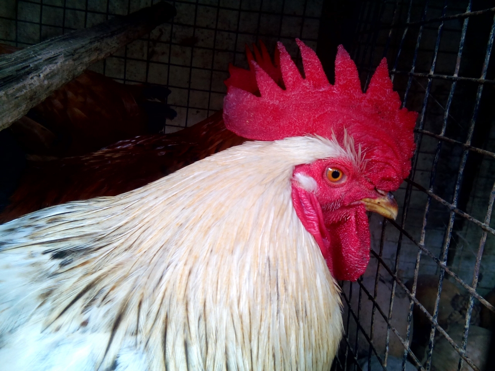 chanticleer head, chanticleer,head of chanticleer,red chanticleer,red,chanticleer eye,white chanticleer