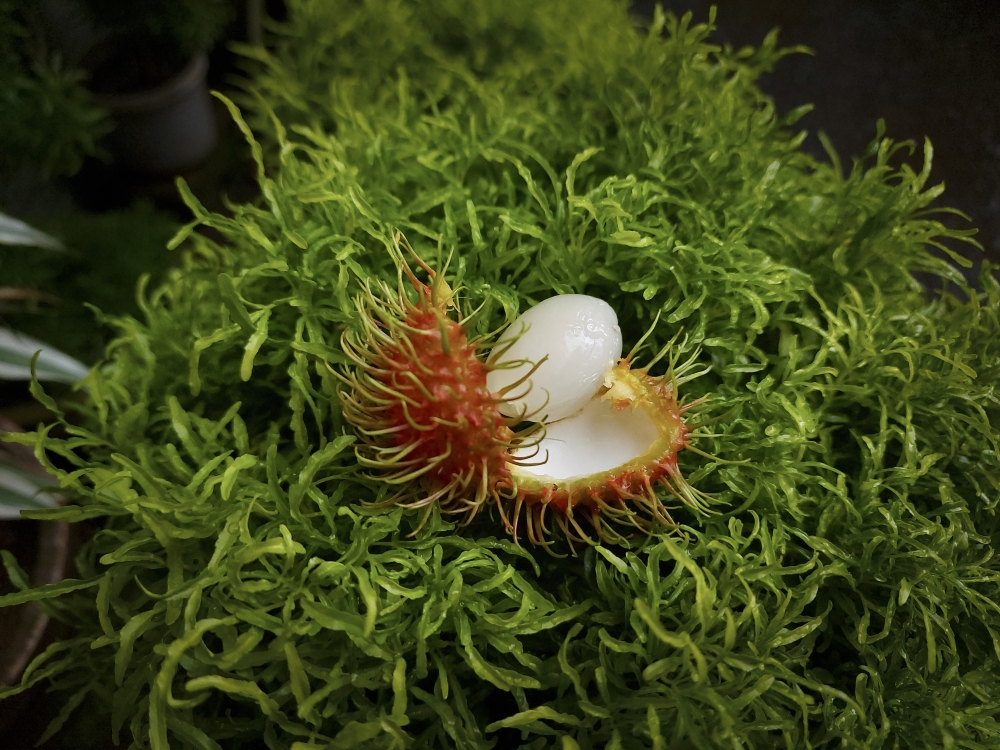 Rambutan Fruit, Rambutan Fruit,rambutan,fruit,