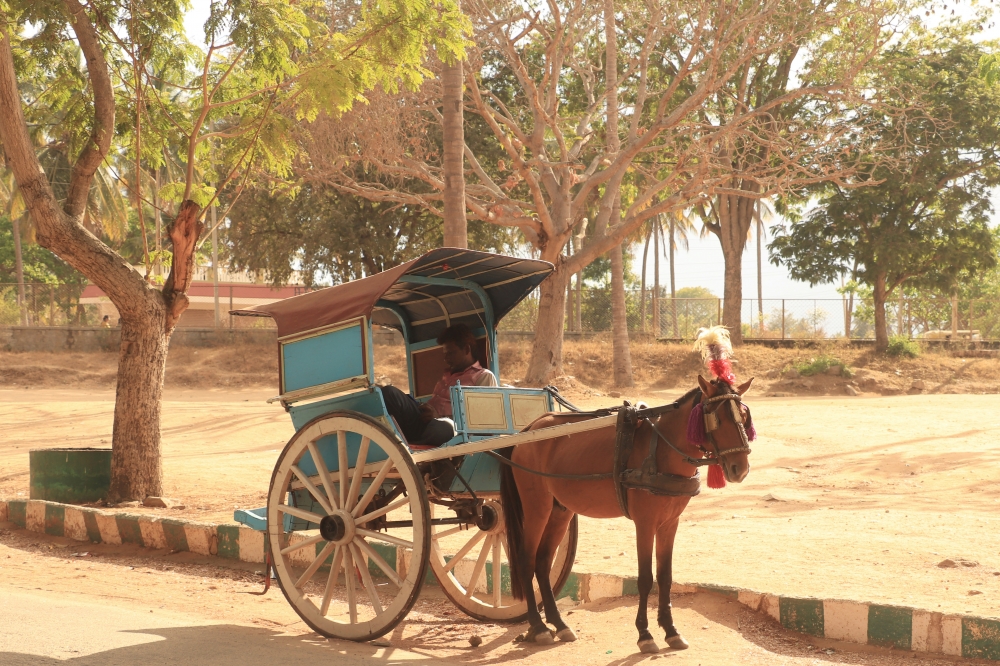 Waiting , Horse, cart, travel, evening, shadow, wait, goldenhour
