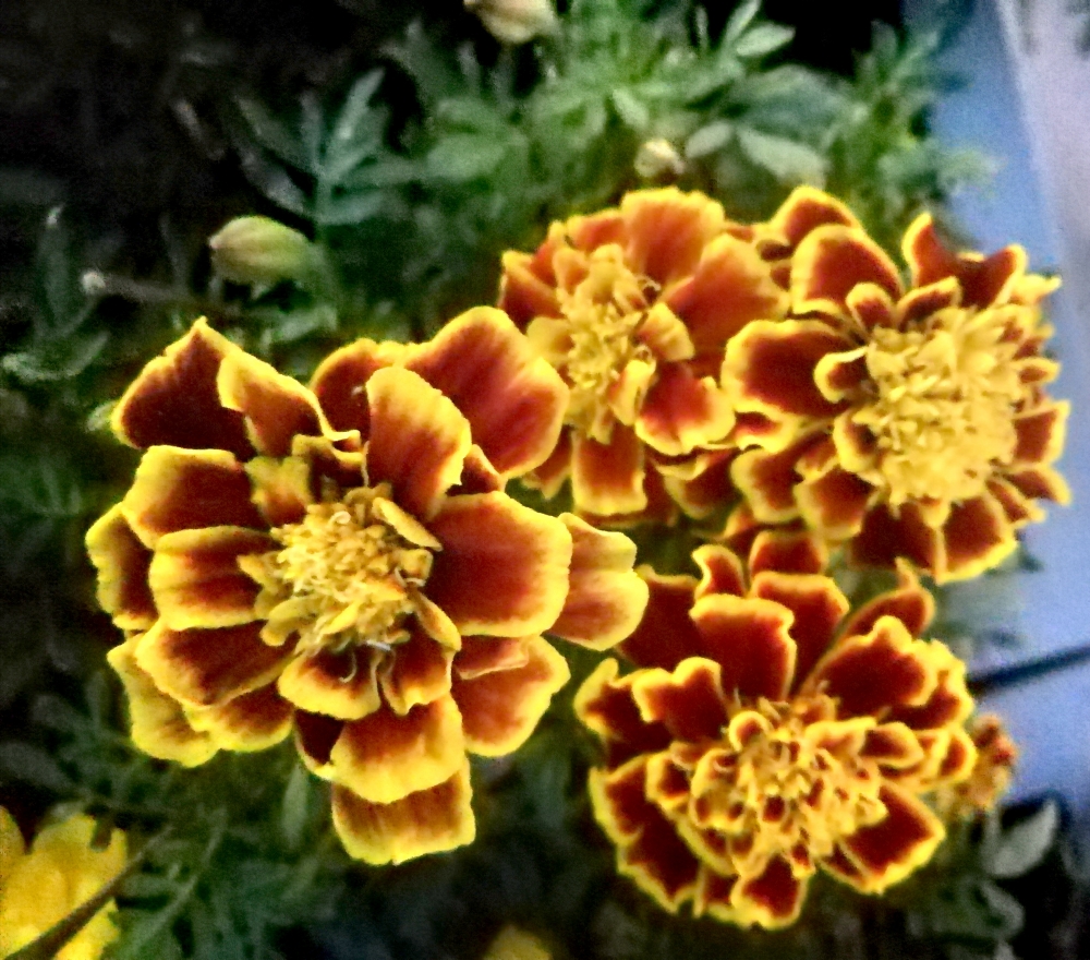 Flowers, We two ours two