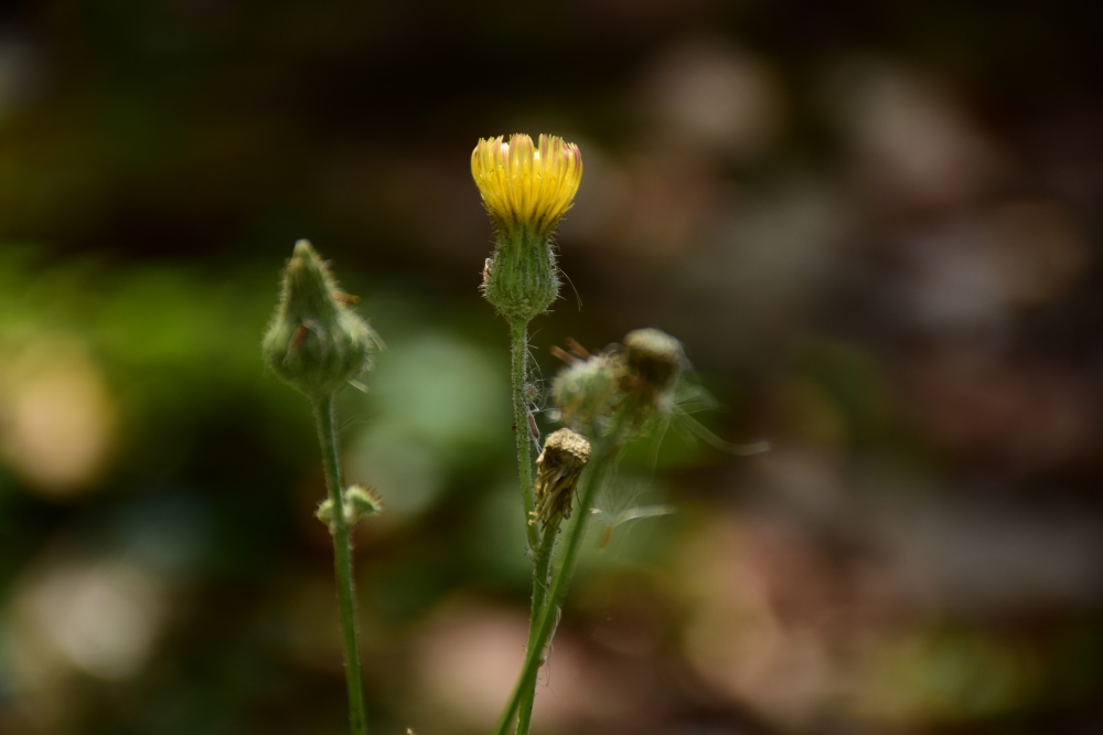Flowers , Flowers 