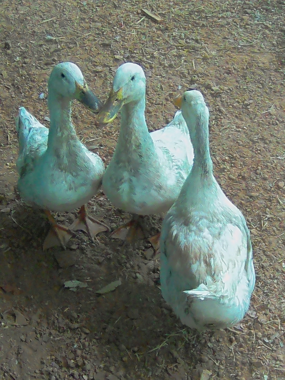 Birds, #nature #photography #love #instagood #photooftheday #travel #sky #beautiful #art #naturephotography #like #landscape #sunset #photo #picoftheday #instagram #sun #beach #life #winter #sea #fun #cute #clouds #happy #naturelovers #summer #bhfyp, 