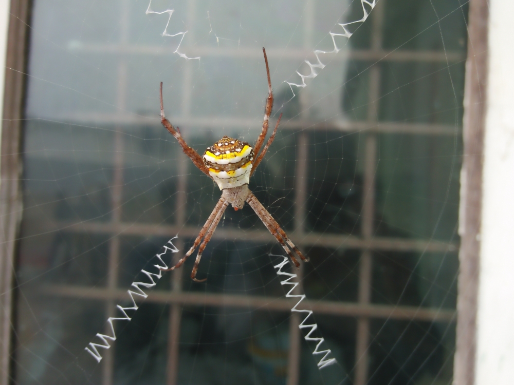 spiders, small insects, 