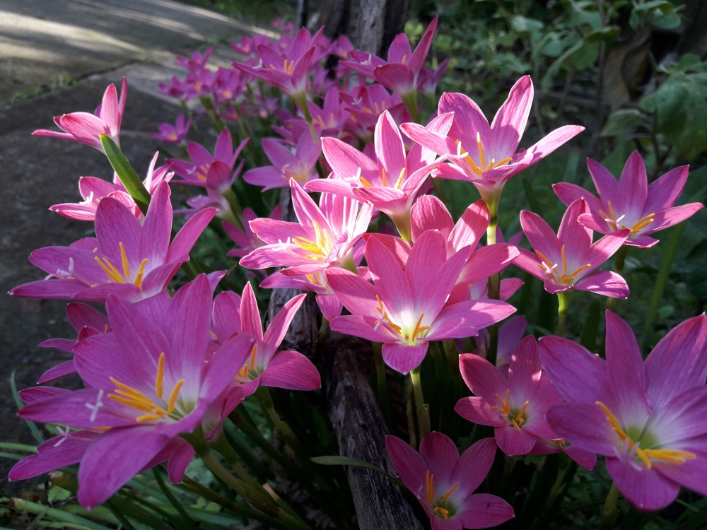 FLOWERS, Different looks 