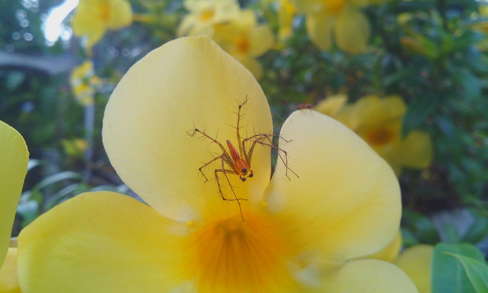 spider in the flower, spider in the flower,spider, flower, macro photography, mobile photography, 