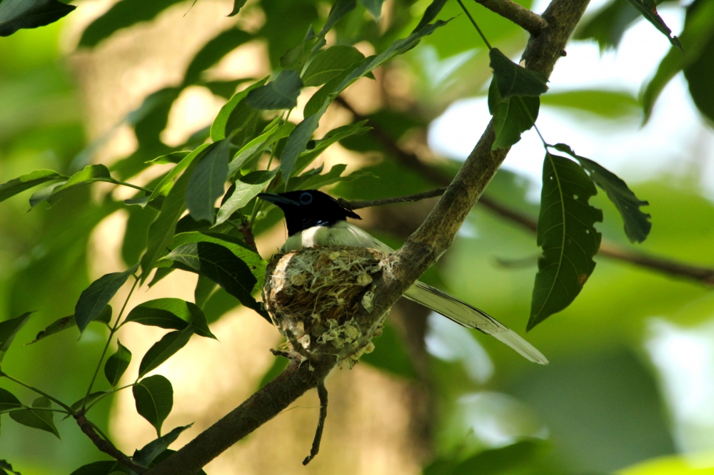Asian Paradise flycatcher, into the wild,wildlife, wildlife photography, nature beauty, birding, flycatcher, Asian,  canon photography