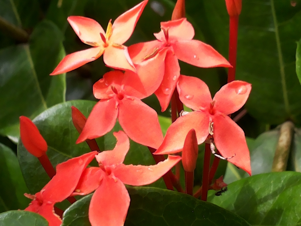 Beautiful Flower, Nature, Flower, Beauty, Beautiful, Red, Mobile photography, 