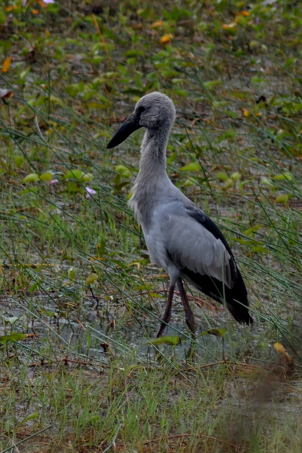 The grey in the field, Grey bird , Bird, 