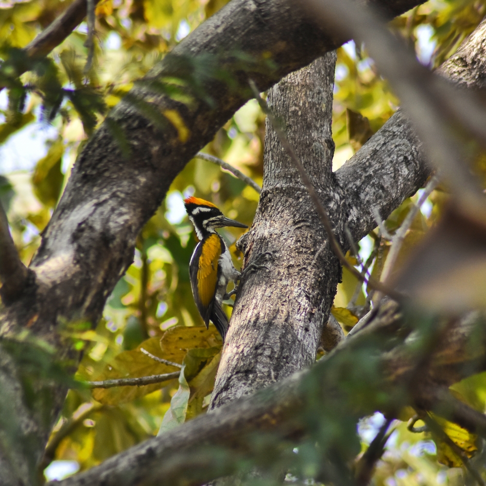 White-naped woodpecker Birds kangervalleynationalpark jagdalpur , #nature #photography #love #instagood #photooftheday #travel #sky #beautiful #art #naturephotography #like #landscape #sunset #photo #picoftheday #instagram #sun #beach #life #winter #sea #fun #cute #clouds #happy #naturelovers #summer #bhfyp, Bird photography, birds wildlife Bastar Indianbirds, 