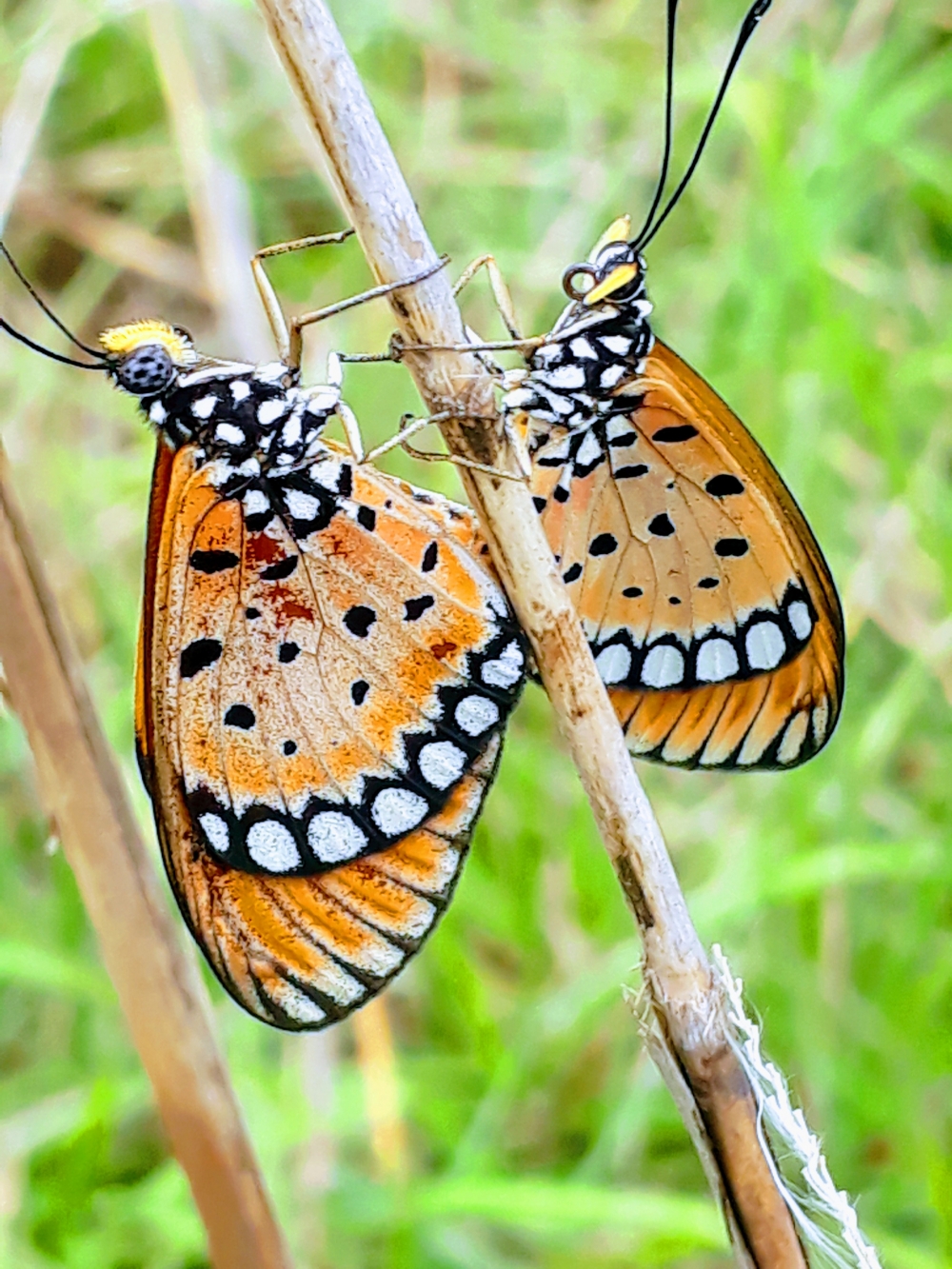 Butterfly, butterfly, 