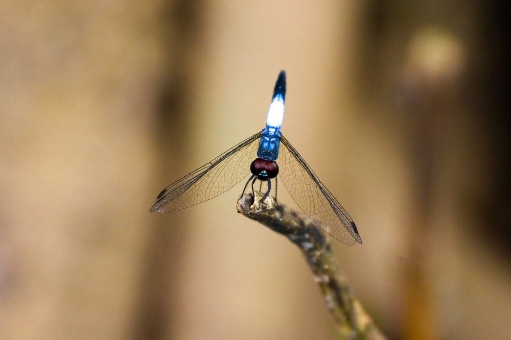 Dragonfly, #pgclick, #nature #photography #love #instagood #photooftheday #travel #sky #beautiful #art #naturephotography #like #landscape #sunset #photo #picoftheday #instagram #sun #beach #life #winter #sea #fun #cute #clouds #happy #naturelovers #summer #bhfyp, 