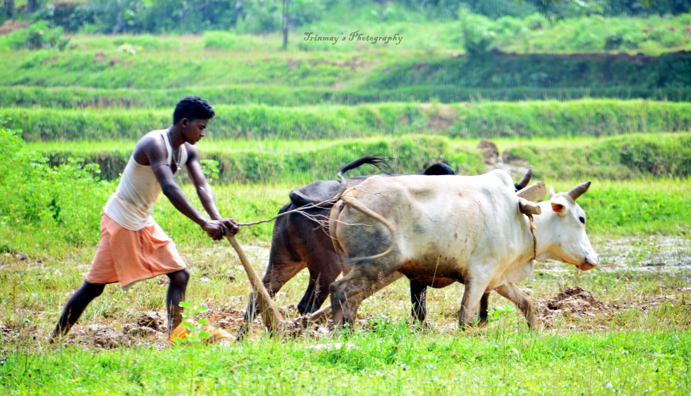 Plow, #Nature #background #wallpaper #hdclicks #fullHD#fksayyad @Trinmay, #village #photography #inspirationalquotes #colourful #exploretheglobe #sky #nature #tress #travelphoto #travelworld, 