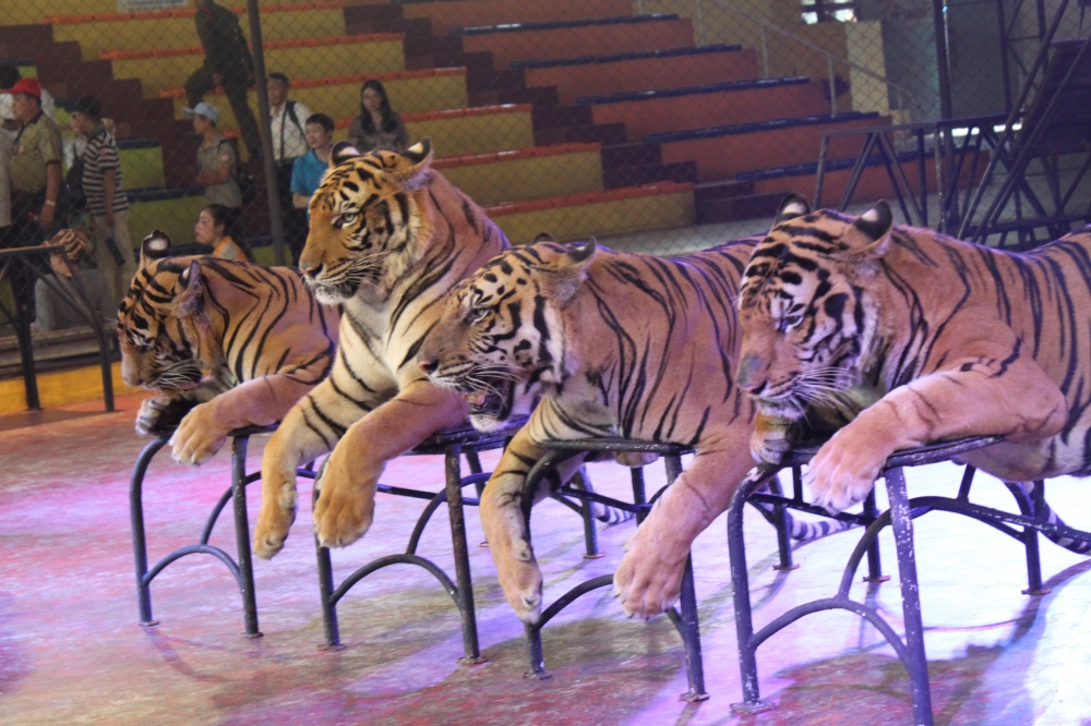 Four tigers, After the show