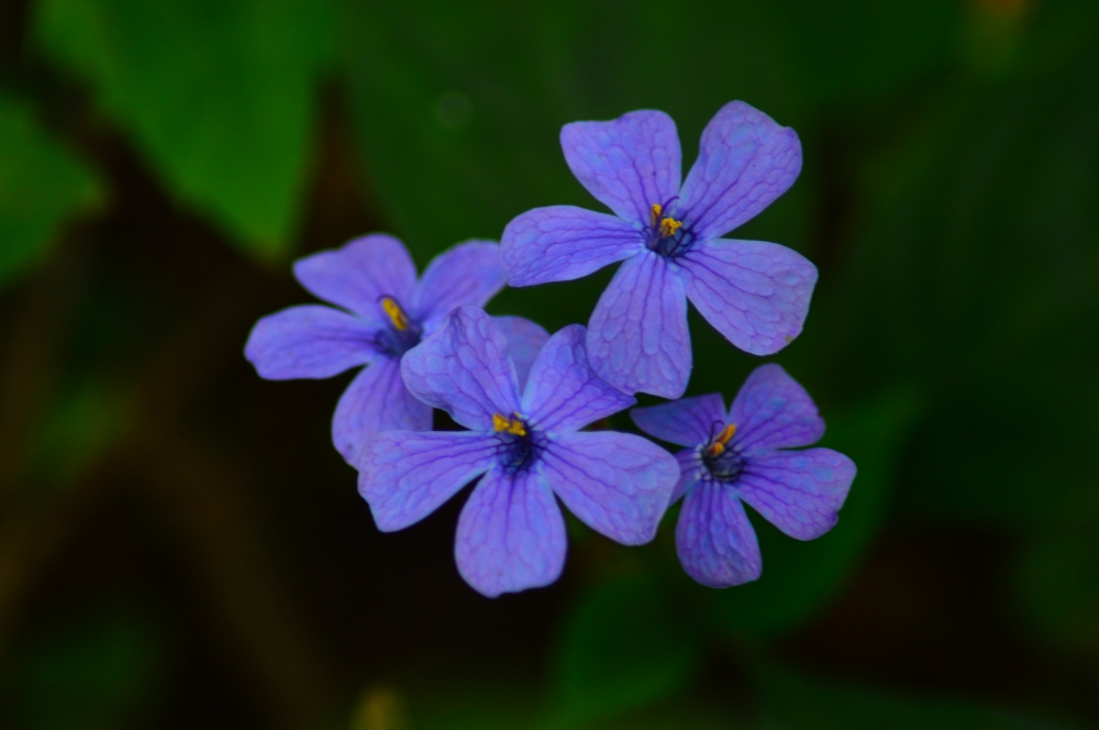 flowaer, Flowers, 