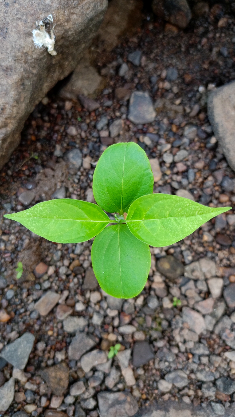 New plant ☘️2, #nature #photography #love #instagood #photooftheday #travel #sky #beautiful #art #naturephotography #like #landscape #sunset #photo #picoftheday #instagram #sun #beach #life #winter #sea #fun #cute #clouds #happy #naturelovers #summer #bhfyp, Nature background wallpaper hdclicks fullHD landscape limestonecaves wild bastar chhatishgarh kangervalleynationalpark kvnp, morningrays nature forest jungle munnabaghelphotography kvnp nationalpark bastar kangervalleynationalpark jagdalpur explore landscape gochhatishgarh bastarpicture photooftheday tree green wild Hill, summer tirathgarh waterfall waterfalls indianwaterfall  nationalpark kangervalleynationalpark Raipur CG forest HD wallpaper view kangervalley tirathgarh waterfall waterfalls jungle Bastar Chhattisgarh photosoftheday photo gallery wallpaper view kangervalley instapicture instagood viralpic, 