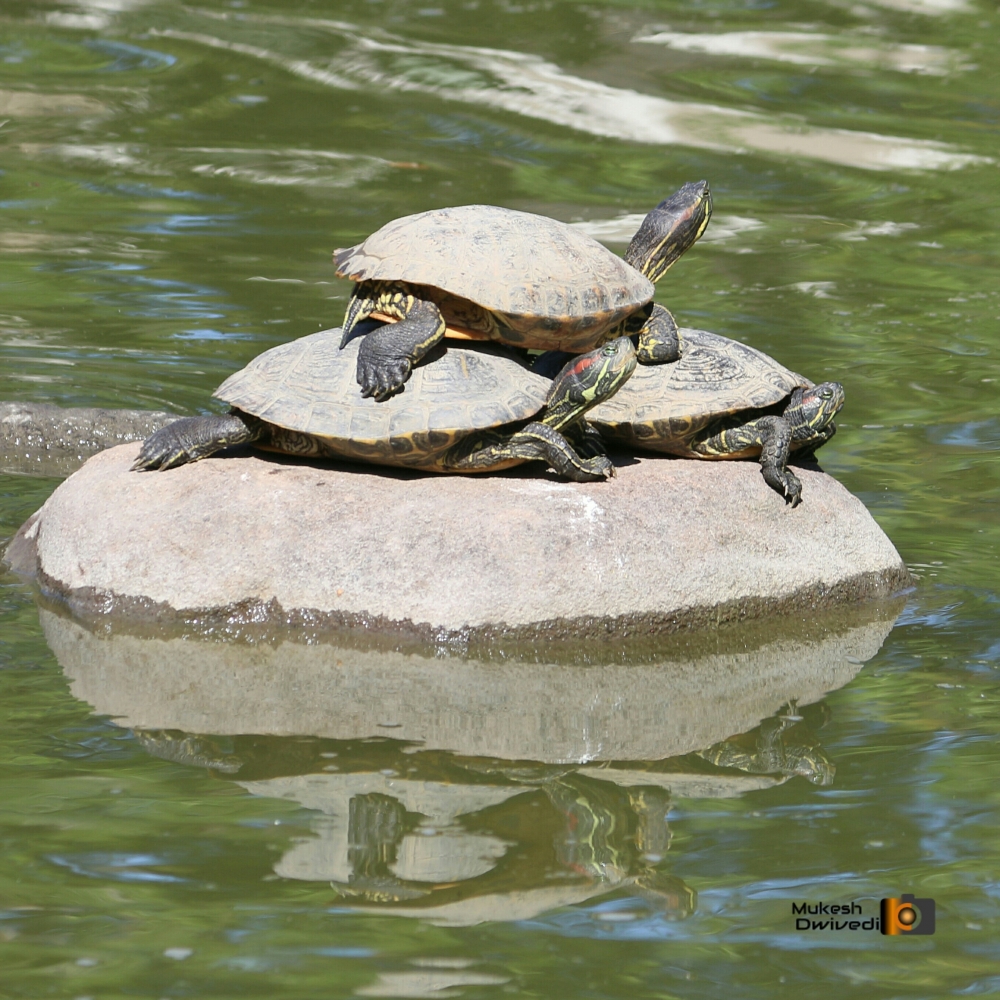 Turtel, Wildlife