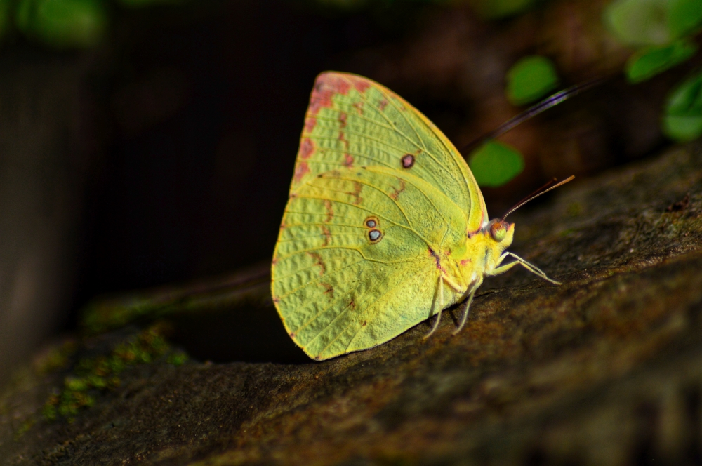 Common Emigrant, CommonEmigrant butterfly wildlife bastar kvnp kangervalleynationalpark