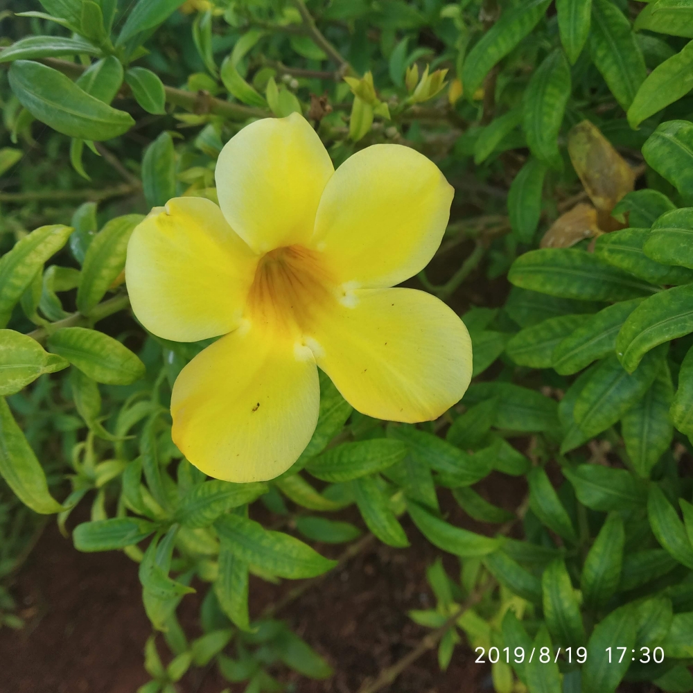 yellow flower, flowe, yellow flower, # nature beautys, 