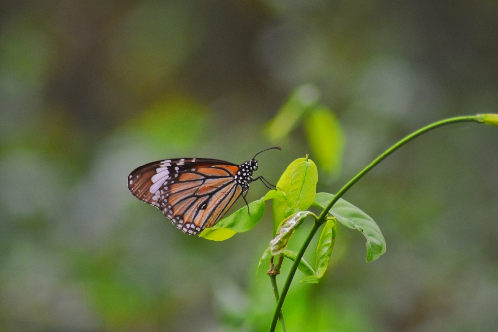 common tiger,, common tiger, Wild, common tiger, butterfly, Wildlife, Forest, Hills, #nature #photography #love #instagood #photooftheday #travel #sky #beautiful #art #naturephotography #like #landscape #sunset #photo #picoftheday #instagram #sun #beach #life #winter #sea #fun #cute #clouds #happy #naturelovers #summer #bhfyp, 