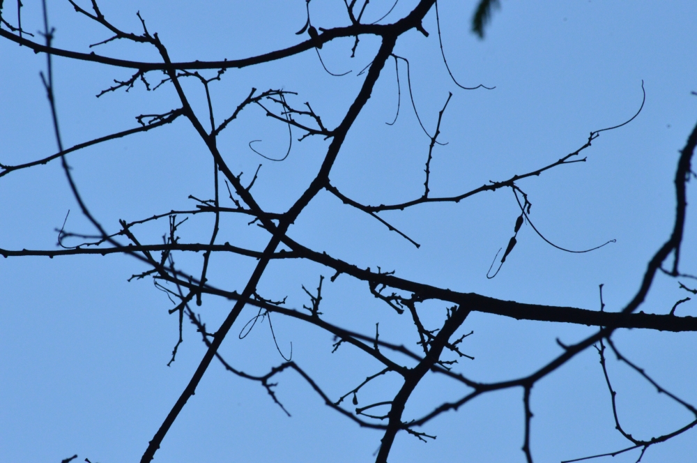 Branches, Background, Tree, branches, Blue sky, Close up, 