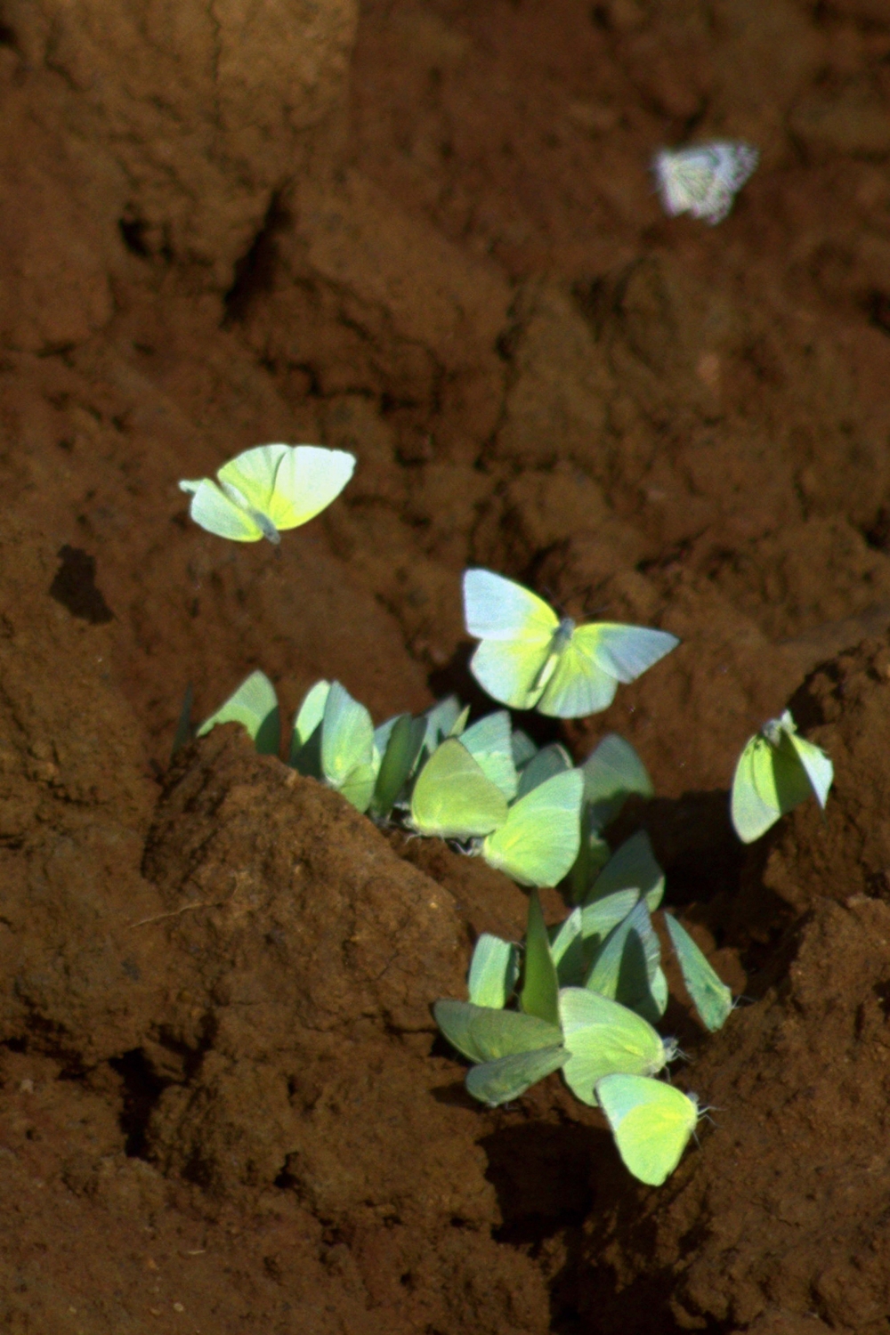 nature , #nature#butterfly#soil#early morning#nikon