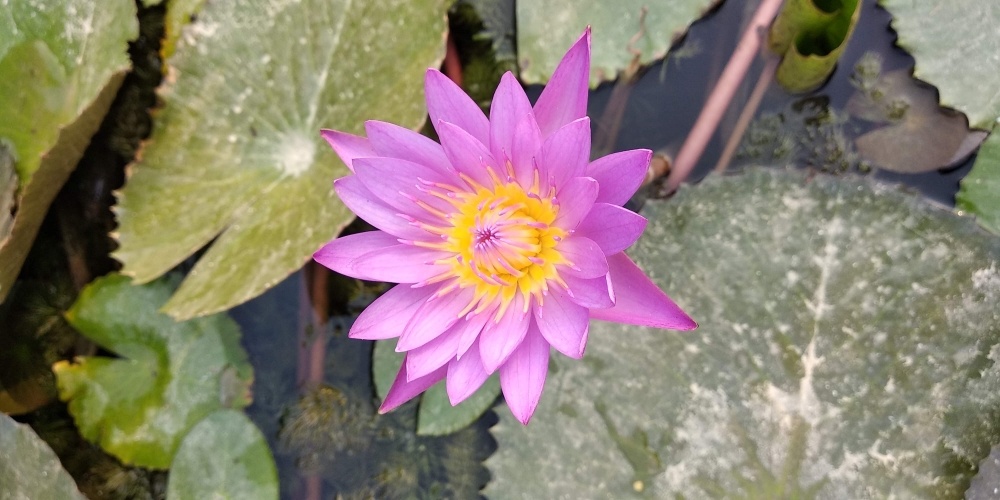Lotus, Lotus