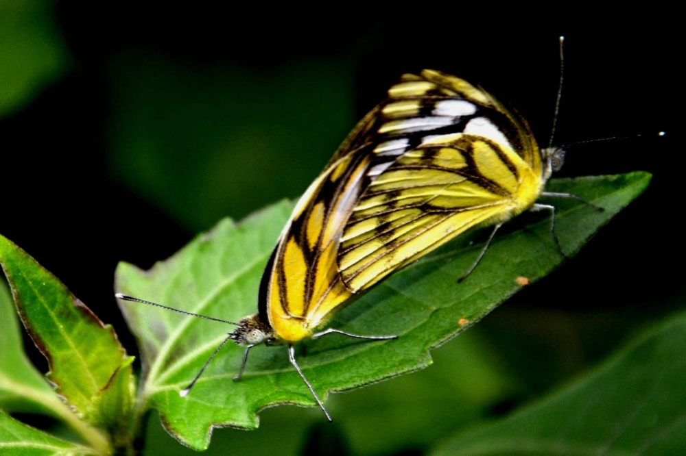 flower & insect, #butterfly#mating #natural