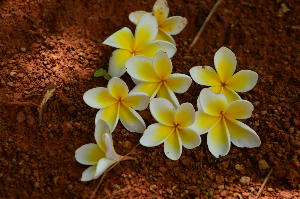 Bunch of flowers , Nature, Flower, White Flower, flower on soil, fallen flowers, Close up, 