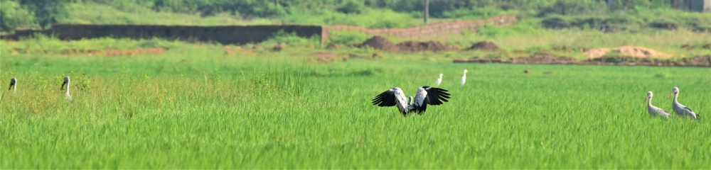 action, Temple , architecture , action , bhudha, Landscape ,Nature ,NortheastIndia, 