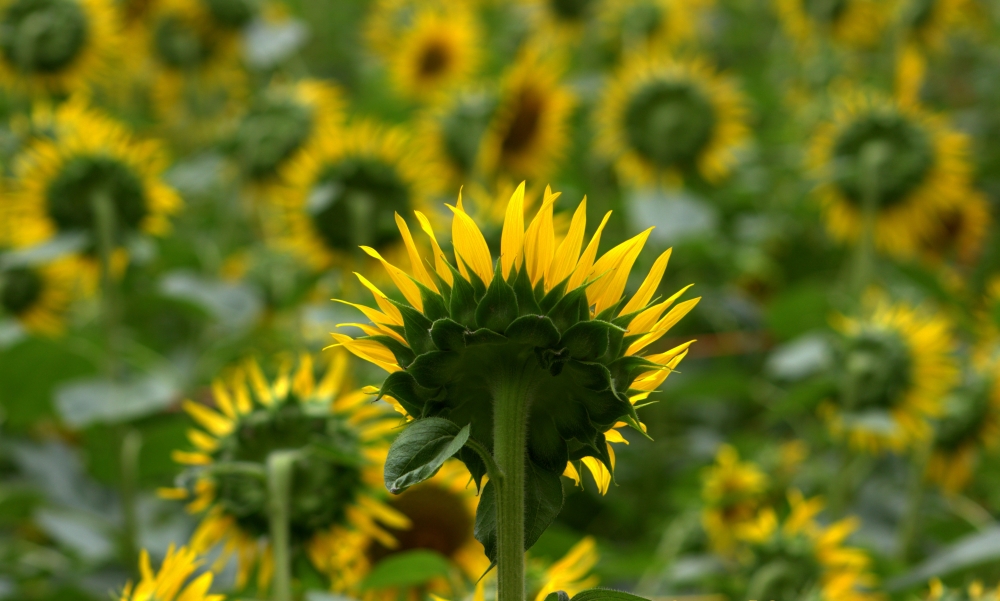 The Leader, PG click#flower #sunflower #beautiful #yellow #nature #photography, 