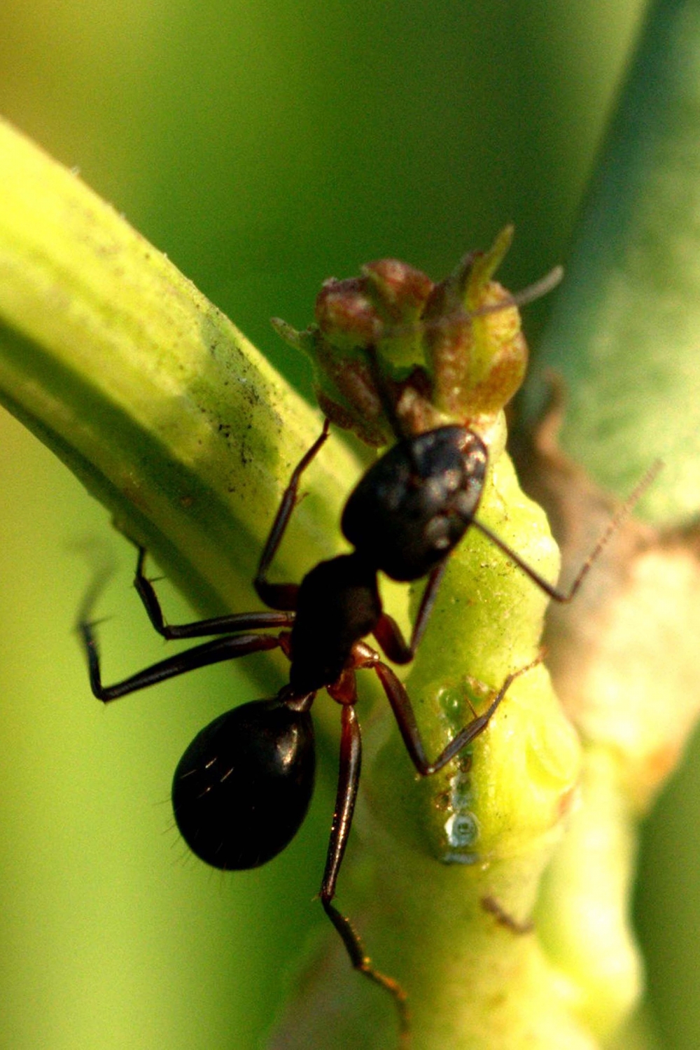 stay in nature, #nature#ant#green#life