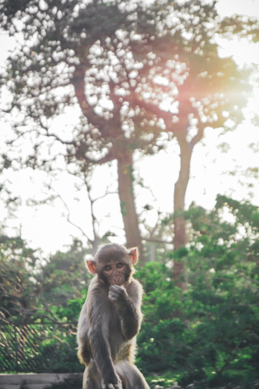 Baby rhesus Monkey , Monkey, wildlife, Nature, India, NorthEastIndia
