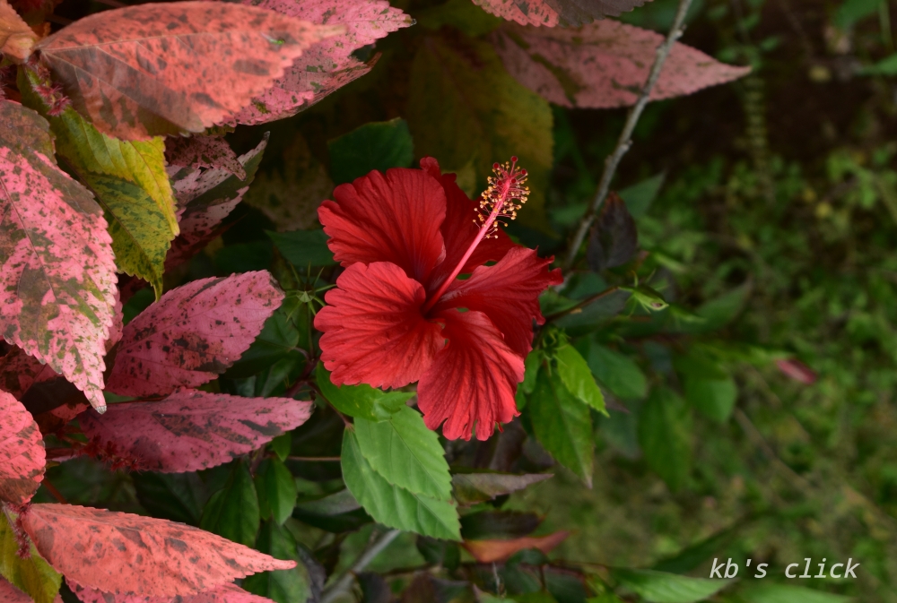Flower photography, Flower, #Nature #background #wallpaper #hdclicks #fullHD#fksayyad @f.k.sayyad, 