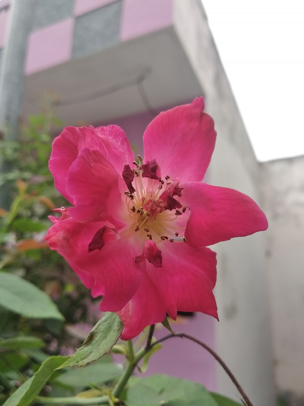 Flower, #Nature #background #wallpaper #hdclicks #fullHD @sundar, 