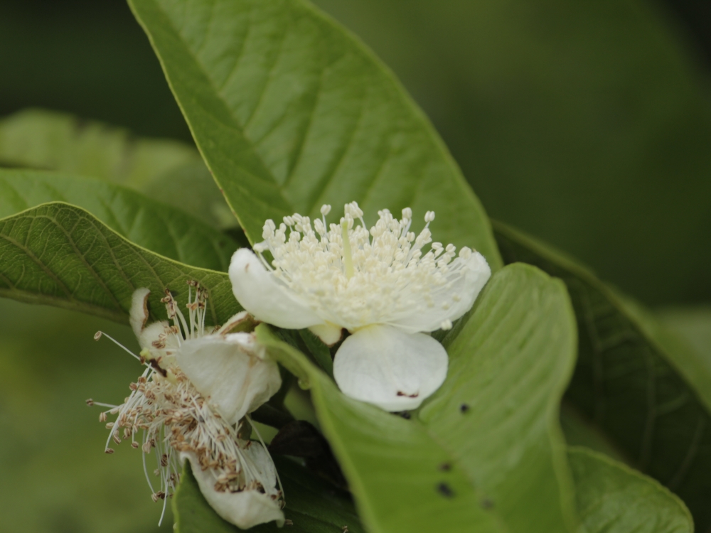 Guava flower, guava, flower , white , Leaf, , Green, 