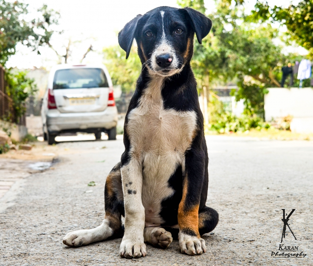 puppy, dog, puppy, Cute puppy, Love your life, bonding, trust, love, Animal, 