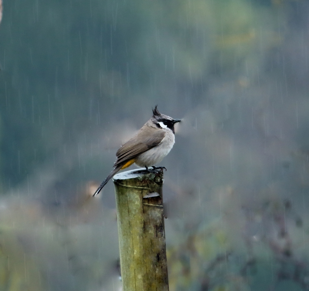 Himalayan bulbul, himalayan, bulbul, nature, chameleon wildlife HD wallpaper background picture wild animals Nature Photography, 