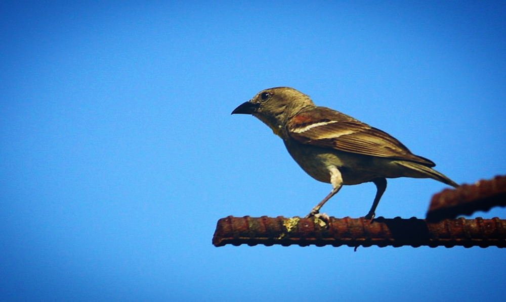 sparrow, sparrow