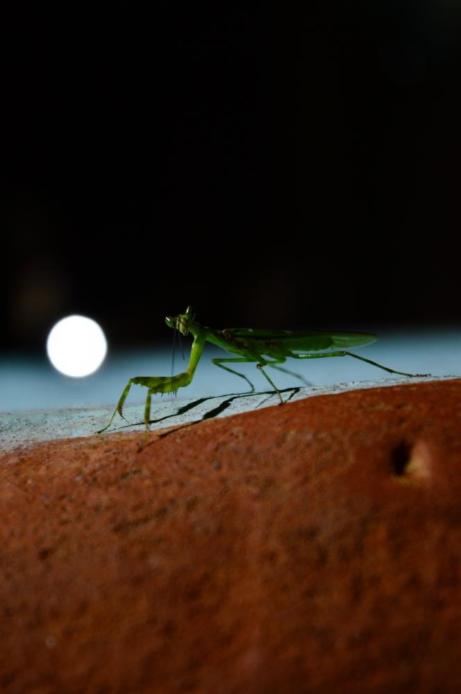 grasshopper , grasshopper nature wildlife 