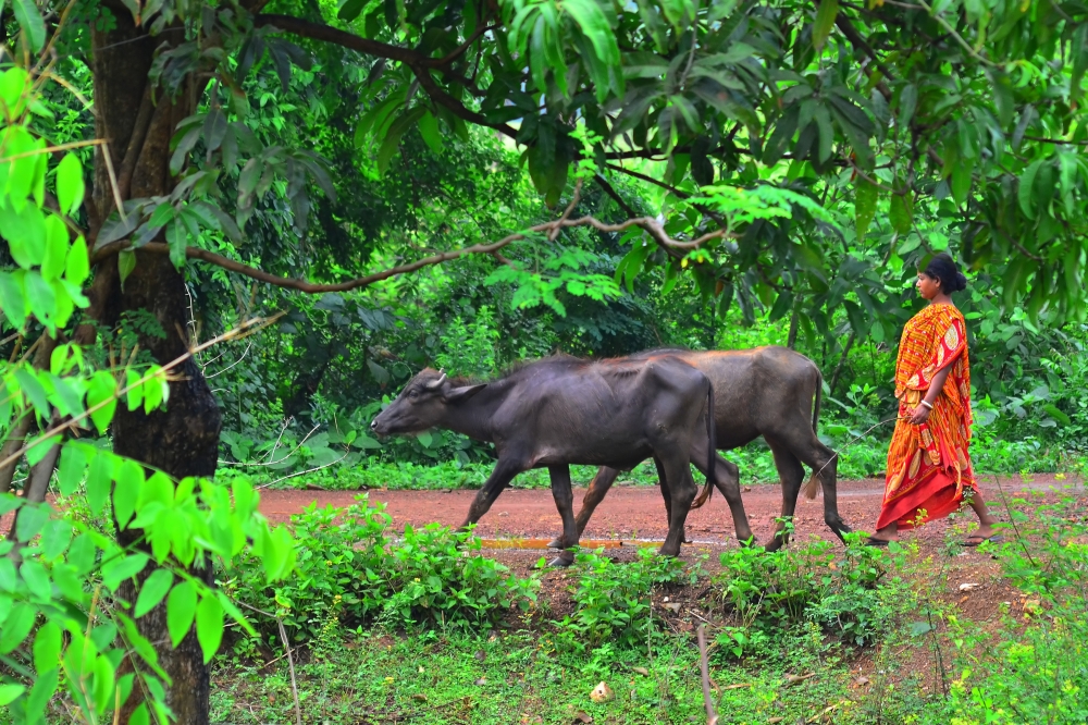 Rural daily life, #pgclick.#rural. #village life ., 