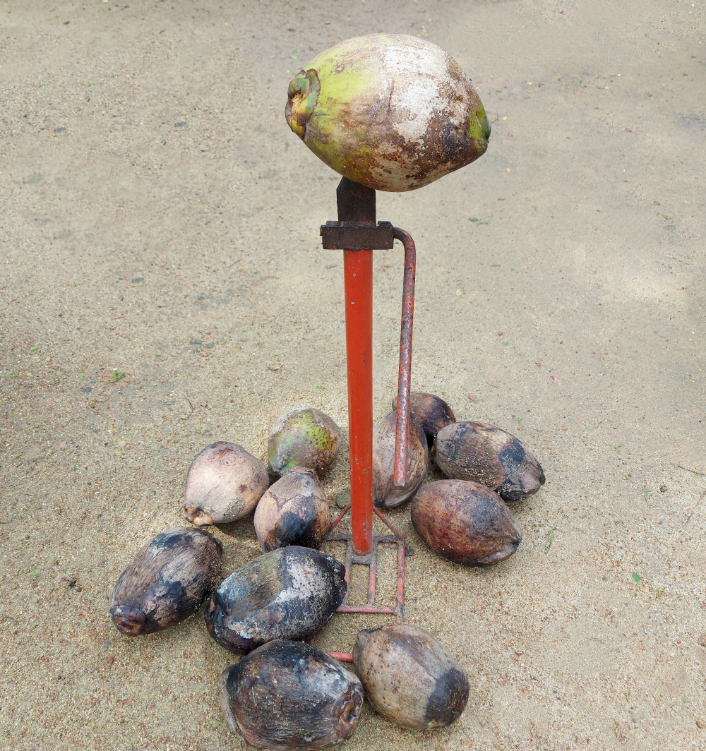 coconut  , coconut,fresh,drink,coconuts,kerala coconuts,natural coconut,coconuts tree seeds,